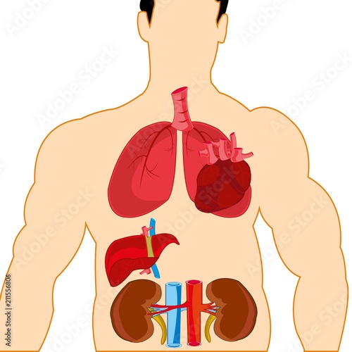 Drawing internal organ in tele person