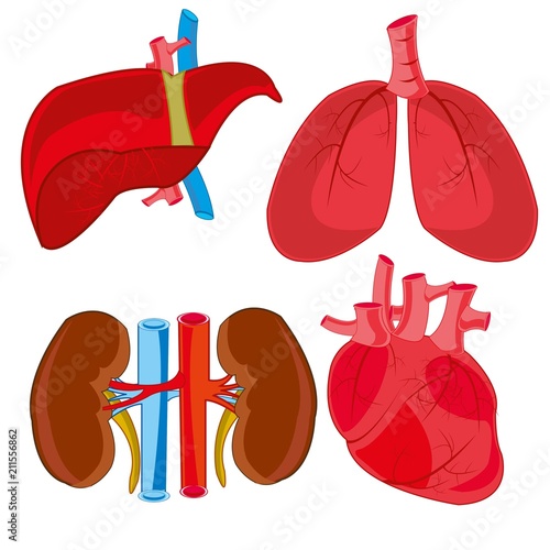 Internal organs of the person