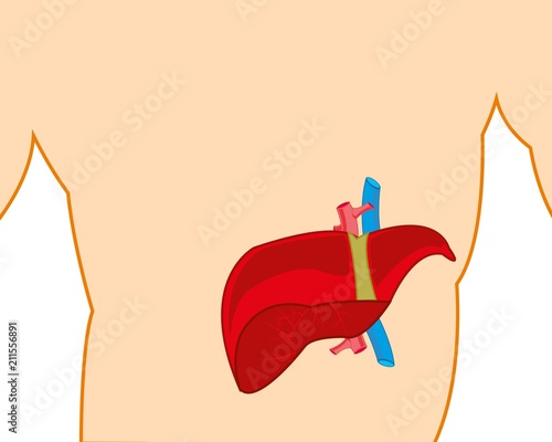 Liver in tele person