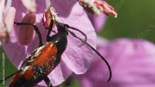 Beetle Lytta suturella eats pollen on a pink flower fireweed. Macro footage. photo