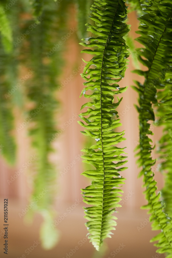 hanging ferns in the house hanging ferns in the house