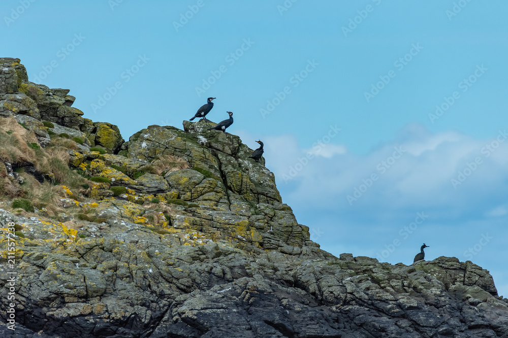 Cormorants (Phalacrocorax carbo) and European Shag (Phalacrocorax aristotelis)on a rock, Isle of Skye Scotland, United Kingdom
