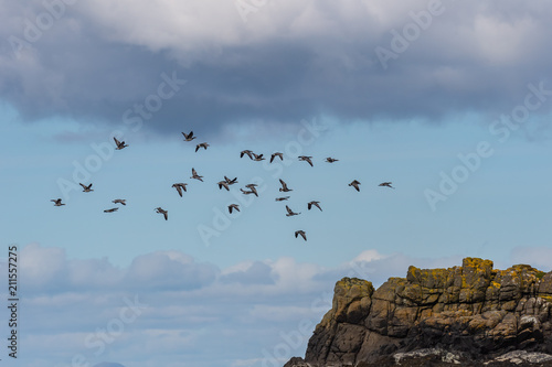 Barnacle goose  Branta leucopsis   Isle of Skye Scotland  United Kingdom