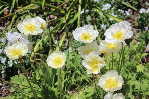 Yellow Buds I 