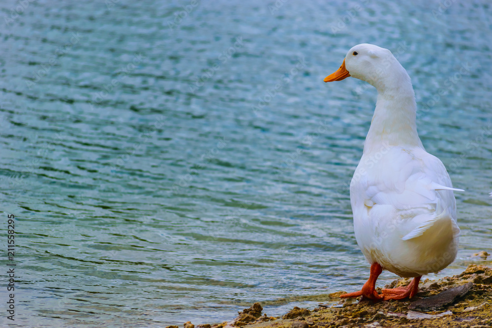 White Pekin Duck standing by the lake on a summer day in Florida