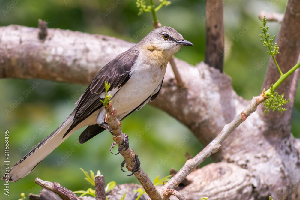 Fototapeta premium Northern Mockingbird perched on a tree branch on the tropical island of Jamaica