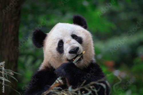 Panda Bear Looking at the viewer while eating some fresh Bamboo for lunch. Panda Reserve in Sichuan Province, China. Wildlife Conservation Area, Endangered Species