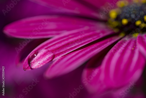 Water drops on pink flower