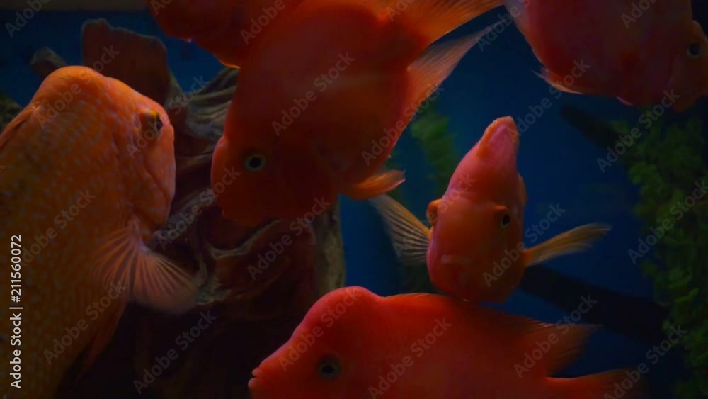 blood parrot cichlid or parrot cichlid, big beautiful red fish in the water. blood parrot cichlid or parrot cichlid, big beautiful red fish in the water.
