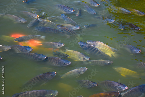 Tilapia fish have been cut in order to grow faster. Suitable for farming in the industry.