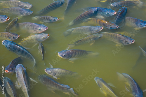 Tilapia fish have been cut in order to grow faster. Suitable for farming in the industry. photo
