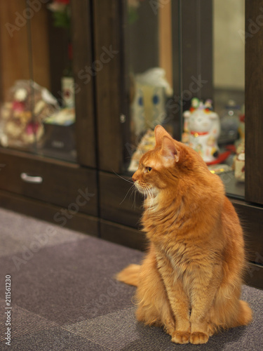 猫カフェ
