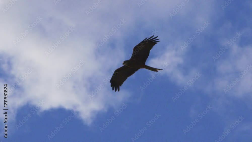 A worms eye view shot of an eagle flying on air in slow motion. Camera tracks the movement of the eagle. A worms eye view shot of an eagle flying on air in slow motion. Camera tracks the movement of the eagle.
