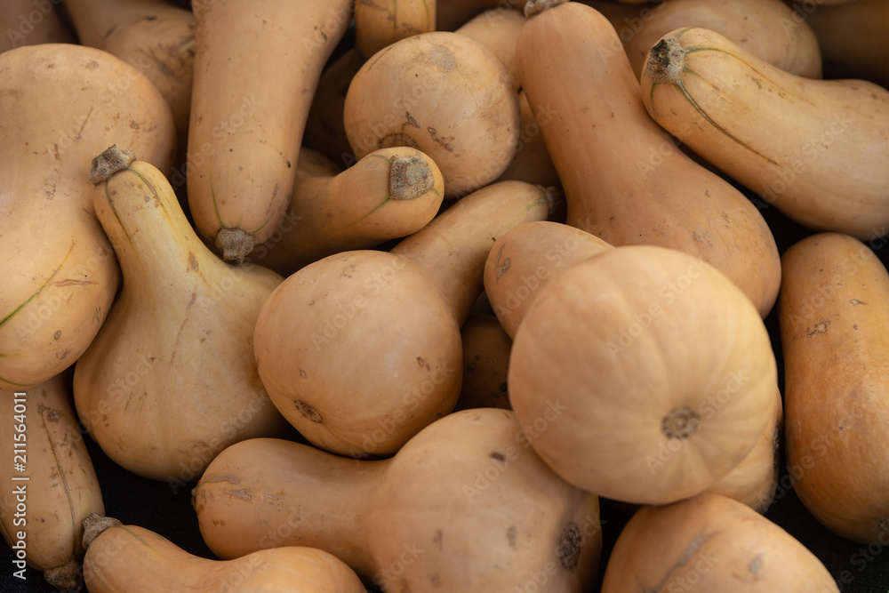 Background of Butternut Squash Background of Butternut Squash