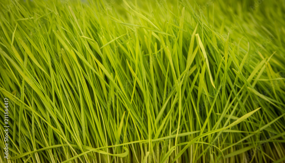 Wheat Grass Shot Close Up Wheat Grass Shot Close Up