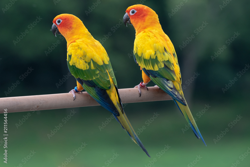Colourful of yellow parrot with green wings, sitting on a wood stick on natural background. 