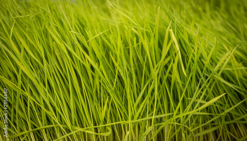 Wheat Grass Shot Close Up