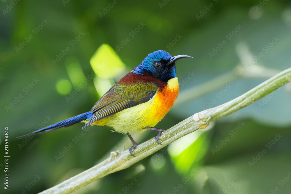 Fototapeta premium Green-tailed Sunbird; Aethopyga nipalensis