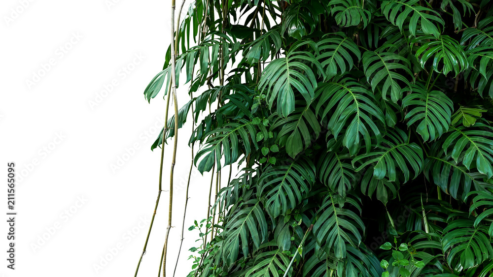 Fototapeta Zieleni liść rodzimy Monstera liana rośliny dorośnięcie w dzikim pięcie na dżungli drzewie, tropikalny lasowej rośliny krzaków wiecznozielony krzak odizolowywający na białym tle z ścinek ścieżką (Epipremnum pinnatum).