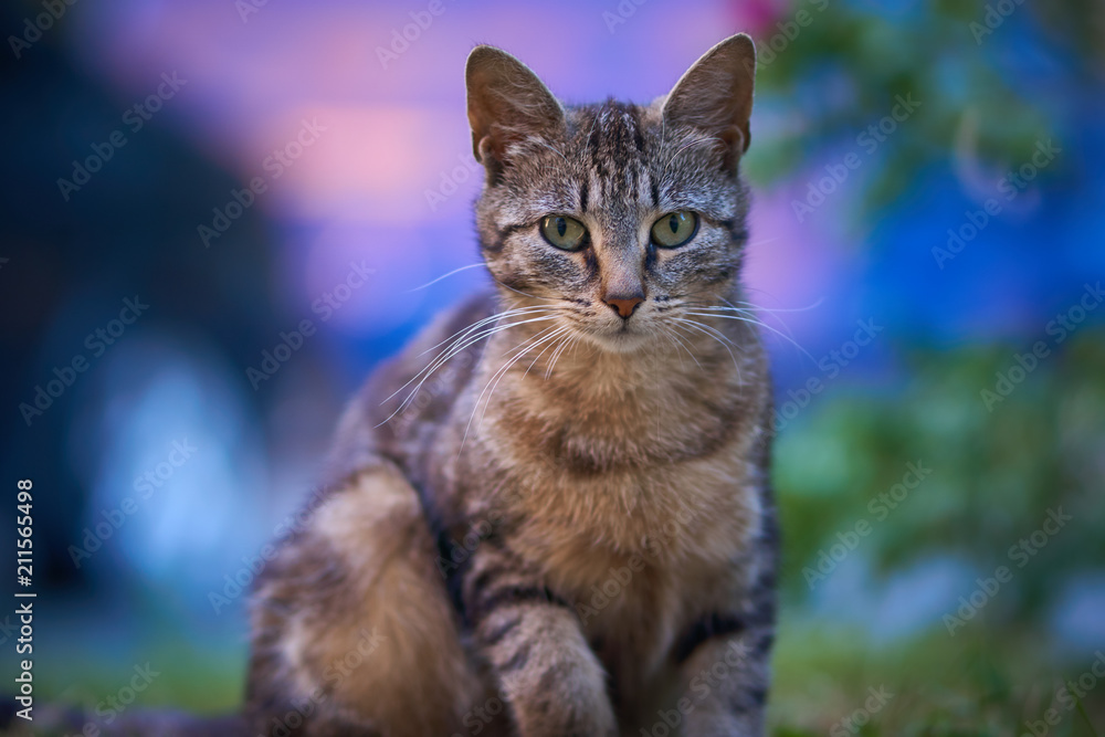 Young cat portrait striped on the street sits on a bright blue violet background evening