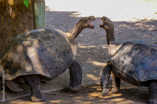 Fighting land turtles on Galapagos islands