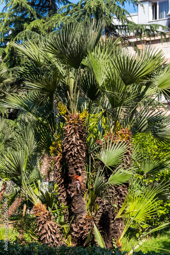 Trachycarpus fortunei (Chusan palm or windmill palm) in park