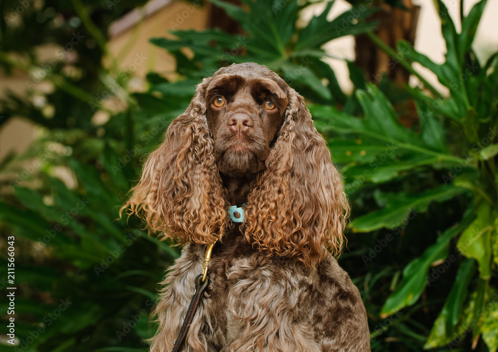 Cocker Spaniel dog outdoor portrait my tropical plants Cocker Spaniel dog outdoor portrait my tropical plants
