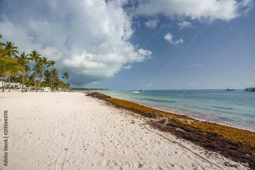 Punta Cana, Dominican Republic - June 17, 2018: : sargassum seaweeds on ocean beach in Bavaro, Punta Cana. Due to global warming, the altered ocean current bring sargasso to Dominican Republic coast. Punta Cana, Dominican Republic - June 17, 2018: : sargassum seaweeds on ocean beach in Bavaro, Punta Cana. Due to global warming, the altered ocean current bring sargasso to Dominican Republic coast.