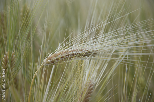 green ear of wheat in the field in focus