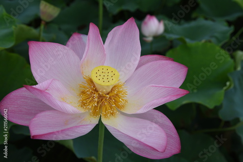 Lotus Flower