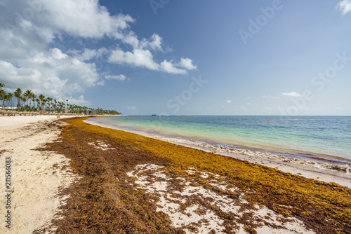 Punta Cana  Dominican Republic - June 17  2018    sargassum seaweeds on ocean beach in Bavaro  Punta Cana. Due to global warming  the altered ocean current bring sargasso to Dominican Republic coast.