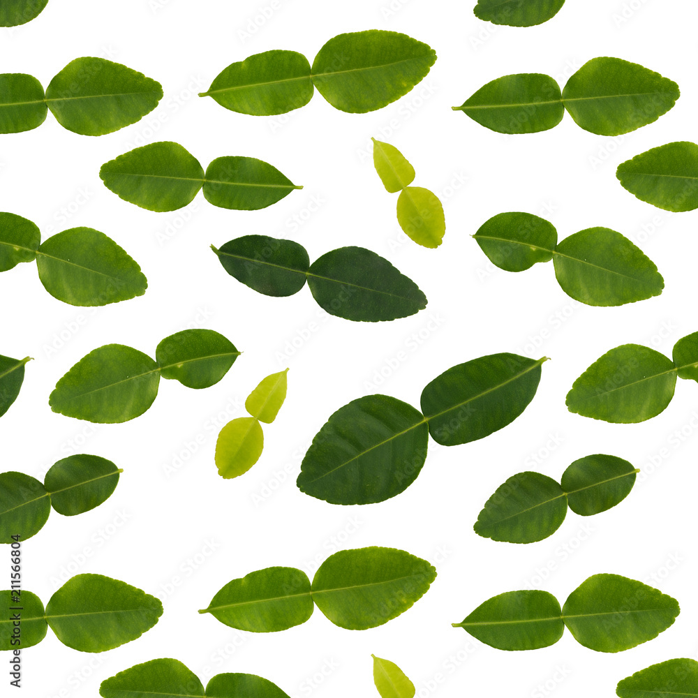 Fototapeta Isolated bergamot leaves seamless pattern in white background