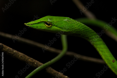 Green Vine Snake