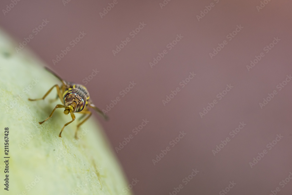 Fruit Fly's being attracted to rotting mango laying eggs in the soft