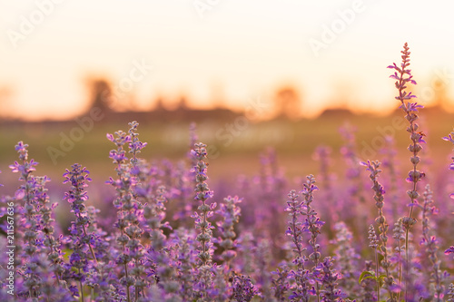 lavender flower beautiful in sunset nature