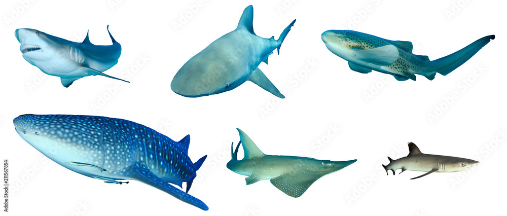 Obraz premium Shark species collection isolated. Caribbean Reef, Bull, Leopard, Whale, Giant Guitarfish and Whitetip Reef Sharks 