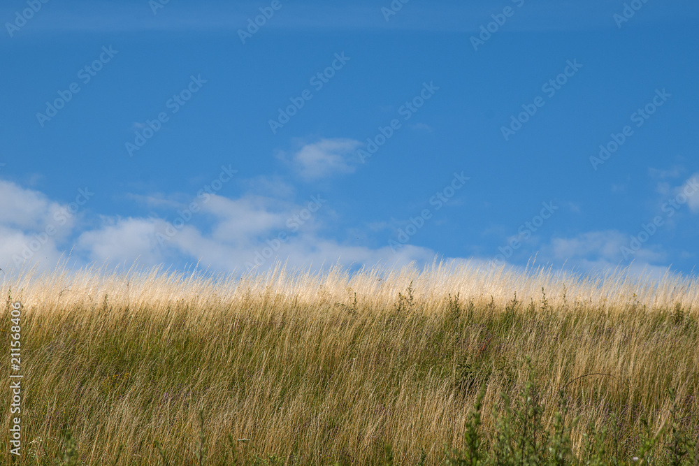 Yellow grass burned on the background of blue sky and clouds in the summer. Yellow grass burned on the background of blue sky and clouds in the summer.