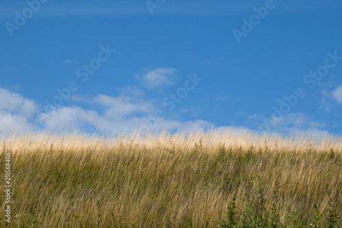 Yellow grass burned on the background of blue sky and clouds in the summer.