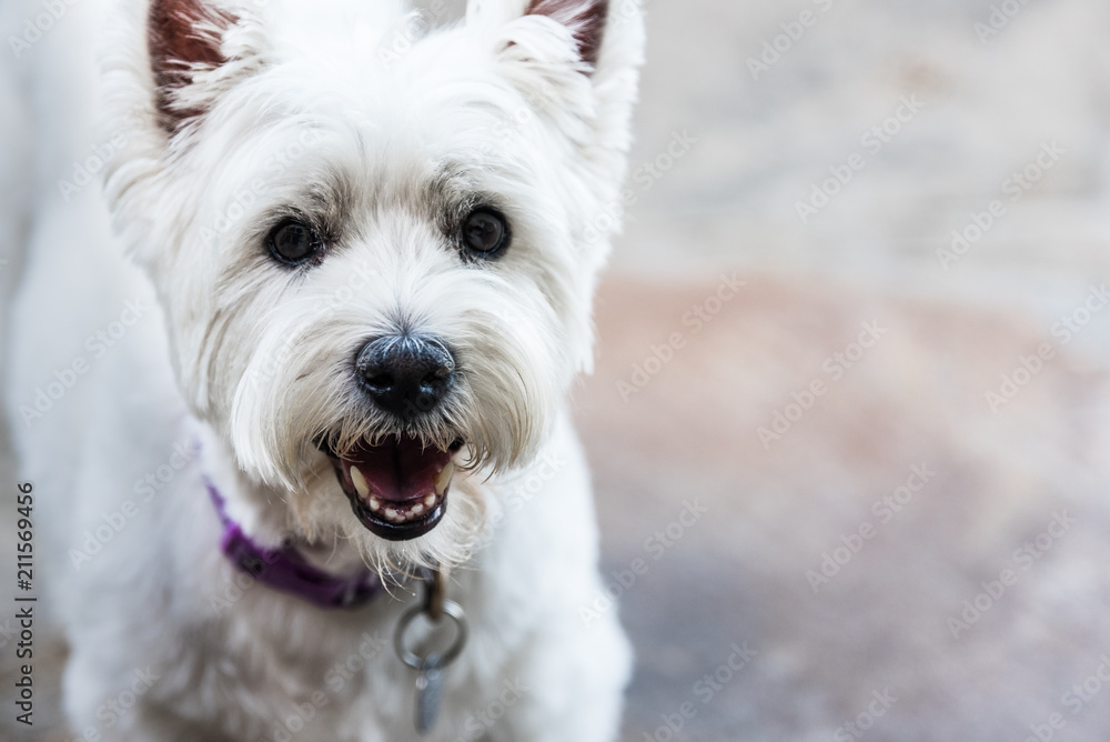 West Highland White Terrier Face Close Up West Highland White Terrier Face Close Up