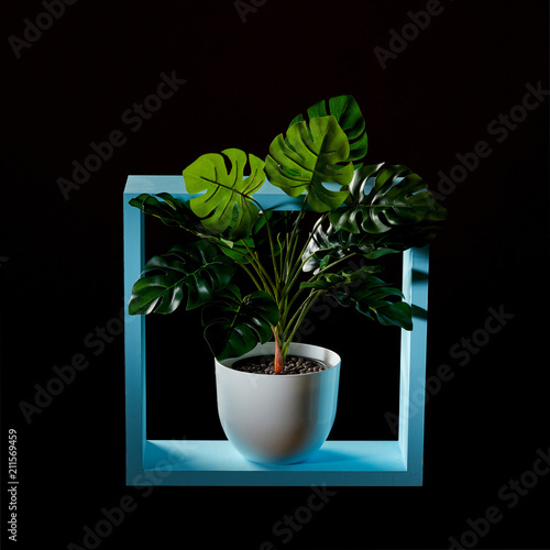 Composition of a blue wooden frame and a green monstera plant in a flowerpot on a dark background