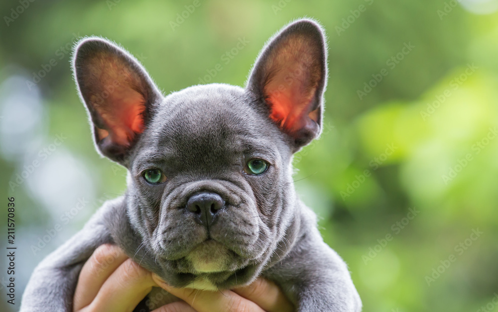 the portrait of a very young french bulldog
