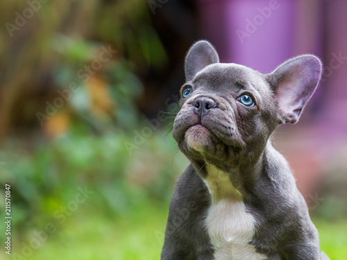 Canvas Print the portrait of a very young french bulldog