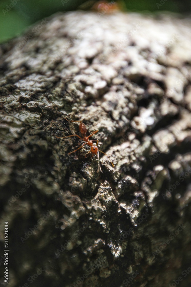 Ants are climbing on trees.