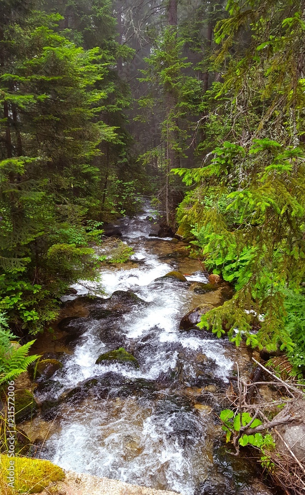 Creek in the Pine Forest in the Rila Hills Bulgaria Creek in the Pine Forest in the Rila Hills Bulgaria