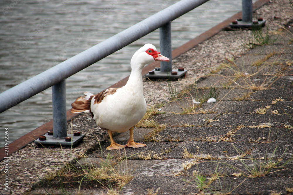 Muscovy mute duck along the riverside of the Hollandse IJssel in IJsselstein the Netherlands Muscovy mute duck along the riverside of the Hollandse IJssel in IJsselstein the Netherlands
