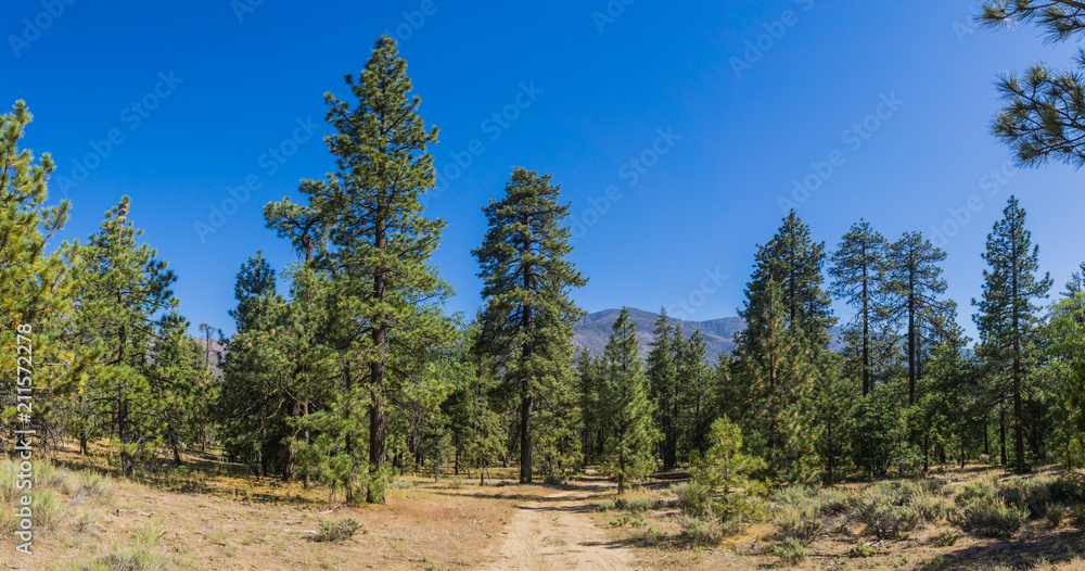Tall evergreen trees stand in a meadow in the high altitude mountains of southern California. Tall evergreen trees stand in a meadow in the high altitude mountains of southern California.