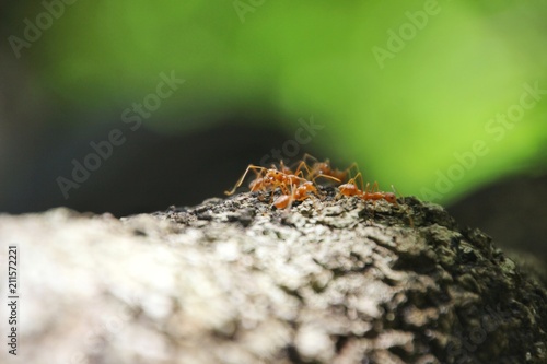 Ants are climbing on trees.