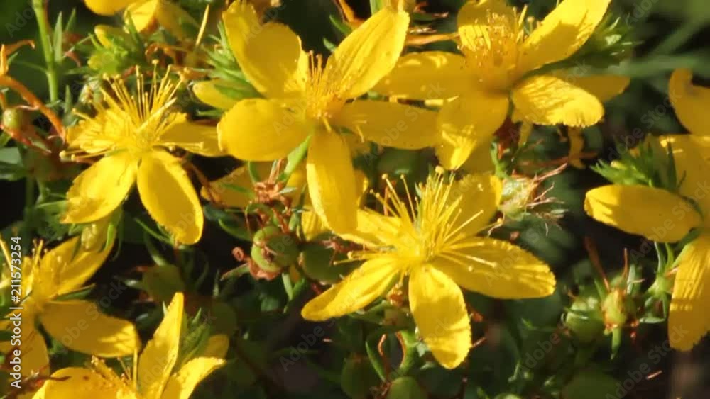 Hypericum – a herb. It grows on the edges of forests, meadows and abandoned fields. Hypericum – a herb. It grows on the edges of forests, meadows and abandoned fields.
