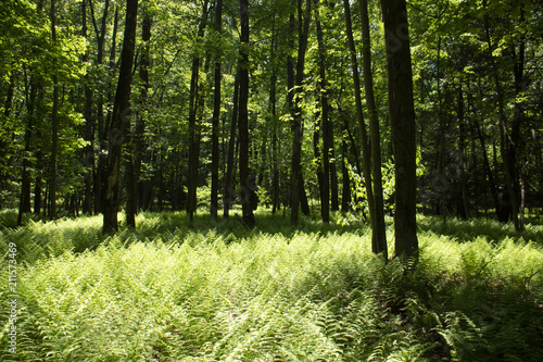 Fotobehang Appalachian Trail Pennsylvania Forest Sunny Green Ferns Shadows
