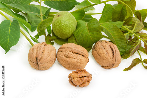 Ripe walnuts against of walnut branches with unripe fruits